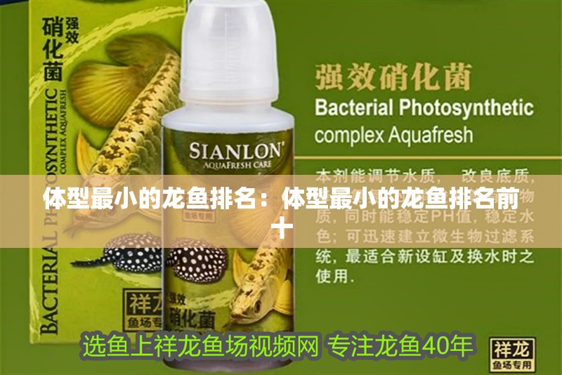 體型最小的龍魚排名：體型最小的龍魚排名前十