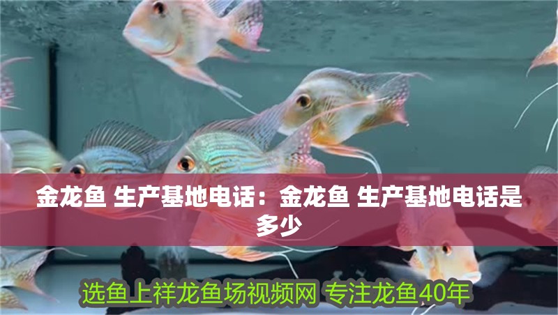 金龍魚 生產基地電話：金龍魚 生產基地電話是多少