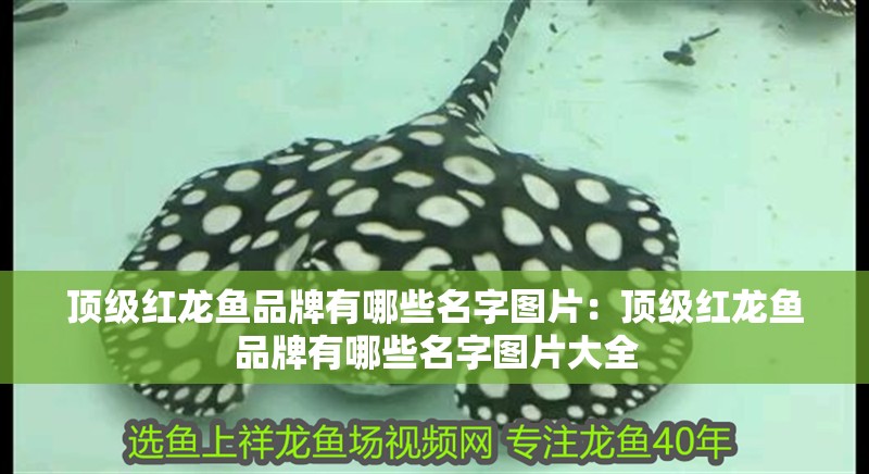 頂級紅龍魚品牌有哪些名字圖片：頂級紅龍魚品牌有哪些名字圖片大全