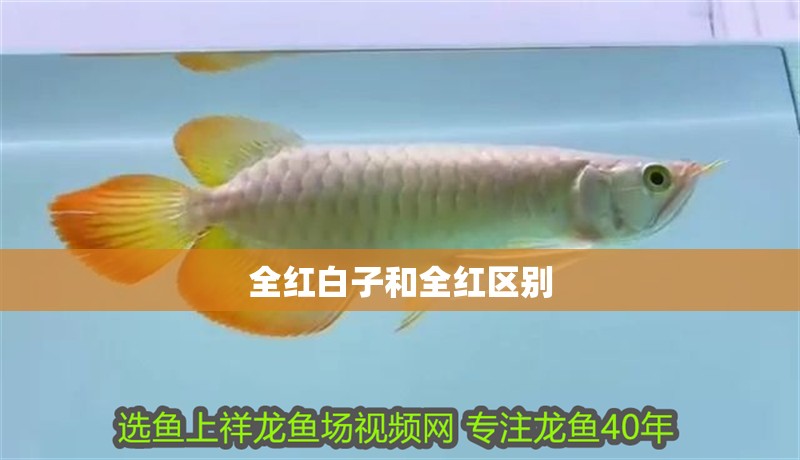 全紅白子和全紅區別