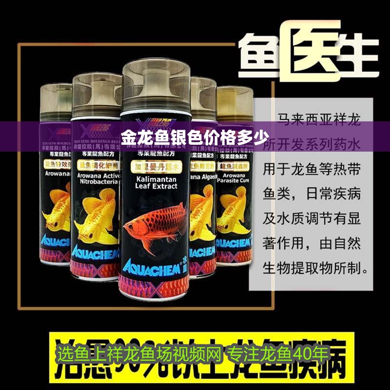 金龍魚銀色價格多少