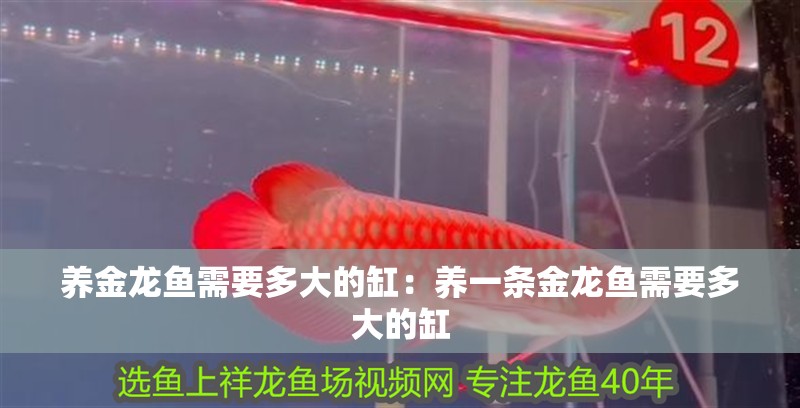 養(yǎng)金龍魚需要多大的缸：養(yǎng)一條金龍魚需要多大的缸