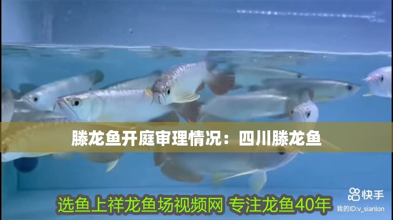 滕龍魚開庭審理情況：四川滕龍魚