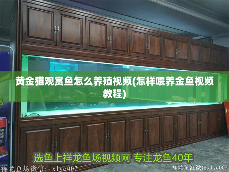 黃金貓觀賞魚怎么養殖視頻(怎樣喂養金魚視頻教程)