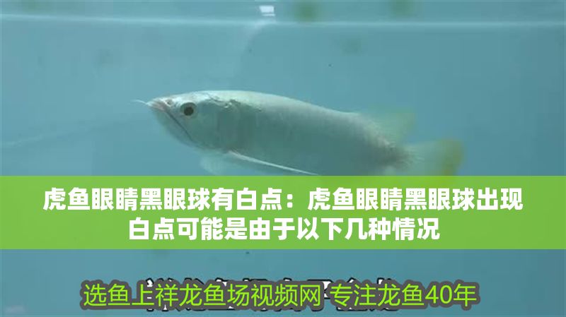 虎魚眼睛黑眼球有白點(diǎn)：虎魚眼睛黑眼球出現(xiàn)白點(diǎn)可能是由于以下幾種情況