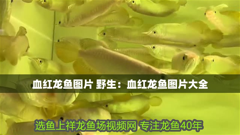 血紅龍魚圖片 野生：血紅龍魚圖片大全