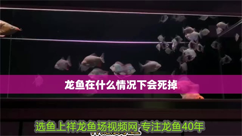 龍魚在什么情況下會死掉
