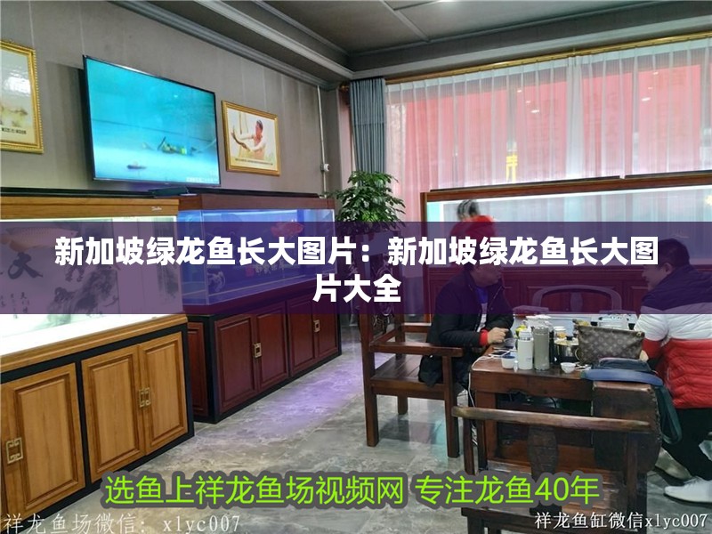 新加坡綠龍魚長大圖片：新加坡綠龍魚長大圖片大全
