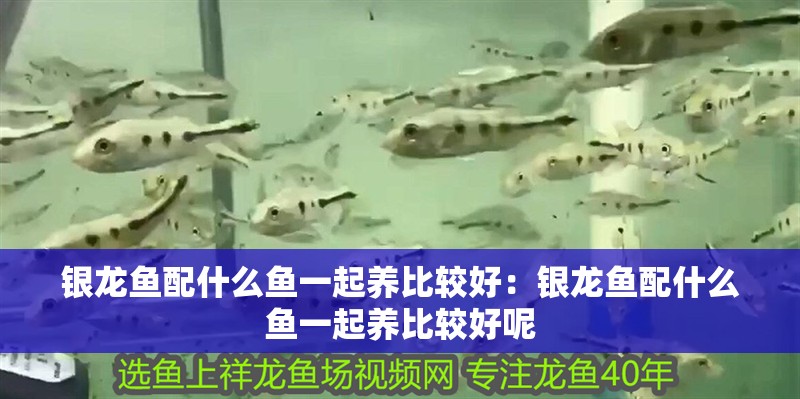 銀龍魚配什么魚一起養比較好：銀龍魚配什么魚一起養比較好呢