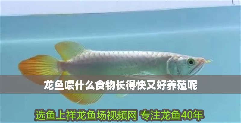 龍魚喂什么食物長得快又好養殖呢