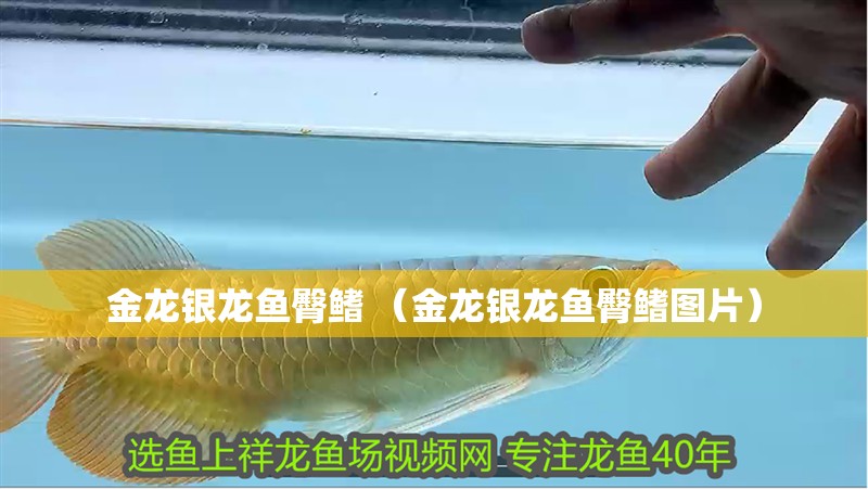 金龍銀龍魚臀鰭 （金龍銀龍魚臀鰭圖片）