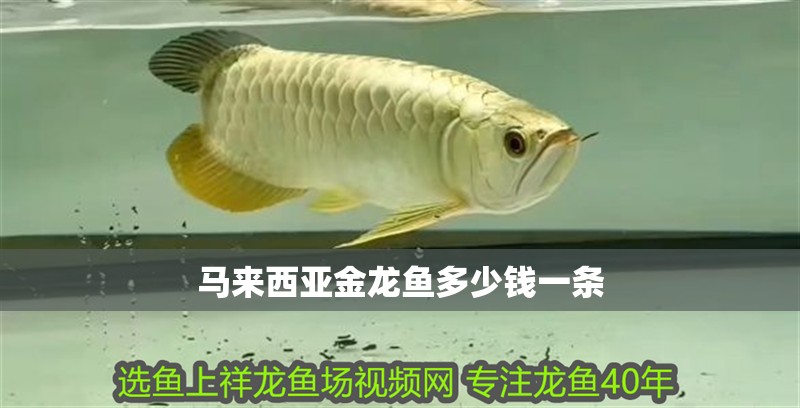 馬來西亞金龍魚多少錢一條