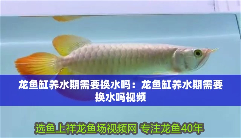 龍魚缸養水期需要換水嗎：龍魚缸養水期需要換水嗎視頻