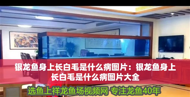 銀龍魚身上長白毛是什么病圖片：銀龍魚身上長白毛是什么病圖片大全