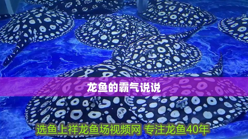 龍魚的霸氣說說