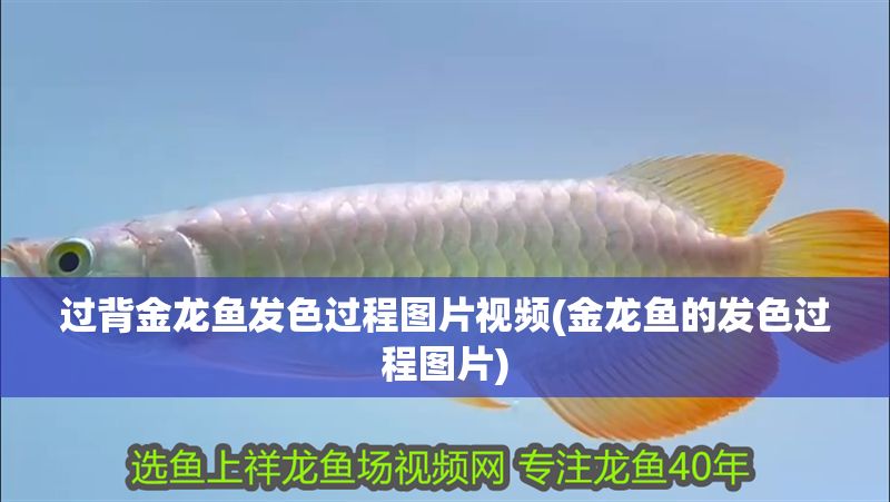 過背金龍魚發(fā)色過程圖片視頻(金龍魚的發(fā)色過程圖片)