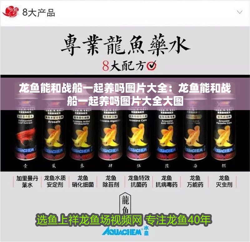 龍魚(yú)能和戰(zhàn)船一起養(yǎng)嗎圖片大全：龍魚(yú)能和戰(zhàn)船一起養(yǎng)嗎圖片大全大圖