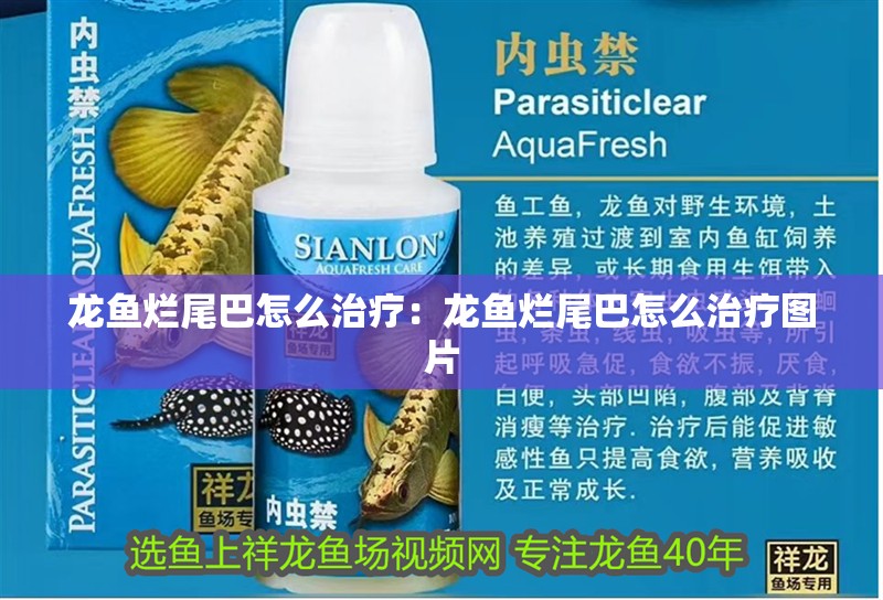 龍魚爛尾巴怎么治療：龍魚爛尾巴怎么治療圖片