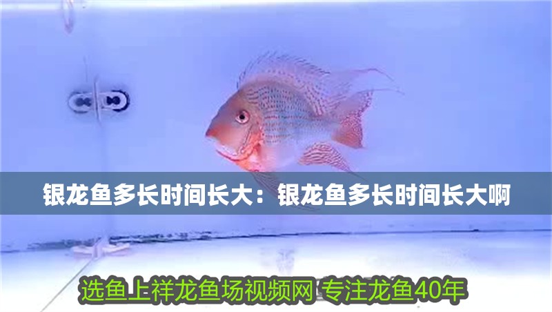銀龍魚多長時間長大：銀龍魚多長時間長大啊