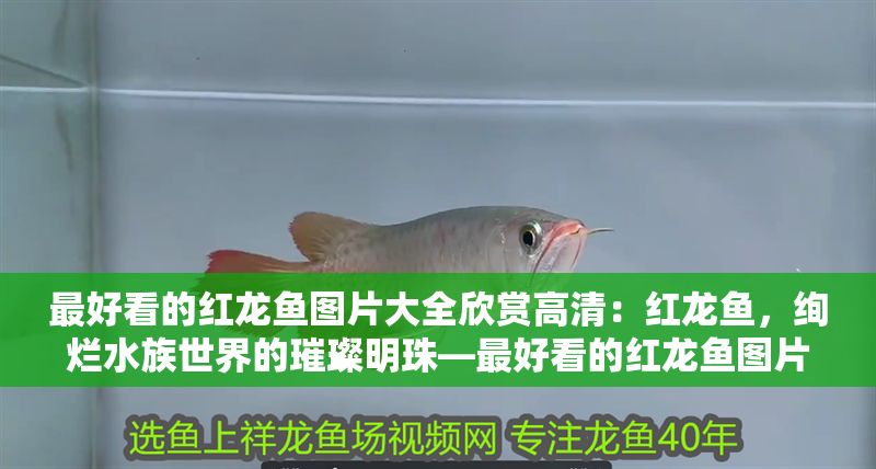 最好看的紅龍魚圖片大全欣賞高清：紅龍魚，絢爛水族世界的璀璨明珠—最好看的紅龍魚圖片大全欣賞