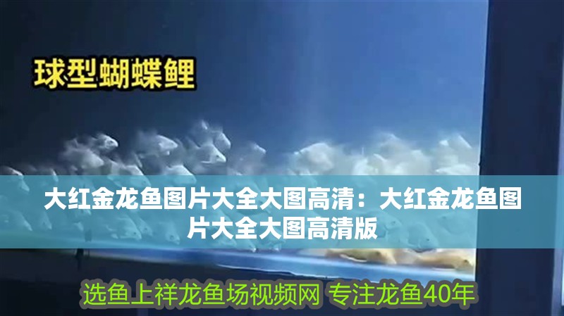 大紅金龍魚圖片大全大圖高清：大紅金龍魚圖片大全大圖高清版