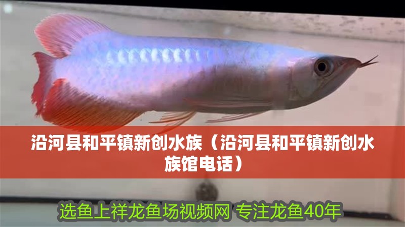 沿河縣和平鎮新創水族（沿河縣和平鎮新創水族館電話）
