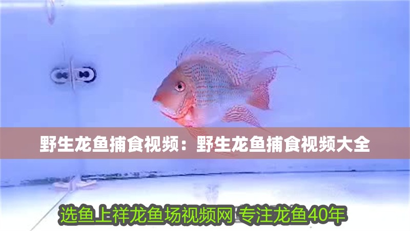 野生龍魚捕食視頻：野生龍魚捕食視頻大全