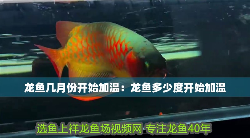 龍魚幾月份開始加溫：龍魚多少度開始加溫