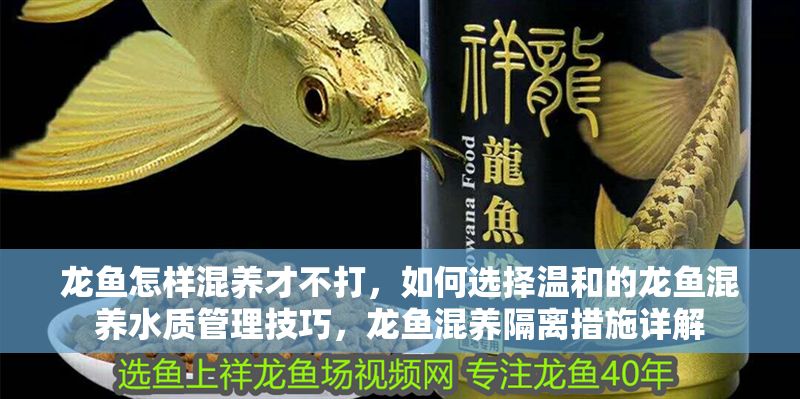 龍魚怎樣混養才不打，如何選擇溫和的龍魚混養水質管理技巧，龍魚混養隔離措施詳解