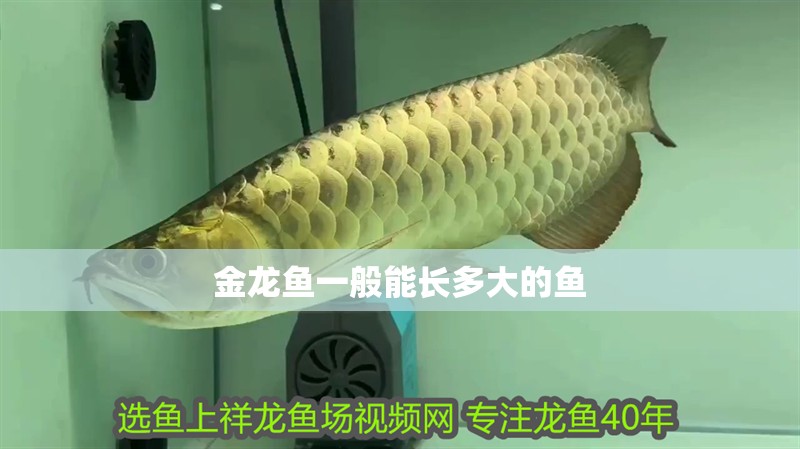 金龍魚一般能長多大的魚