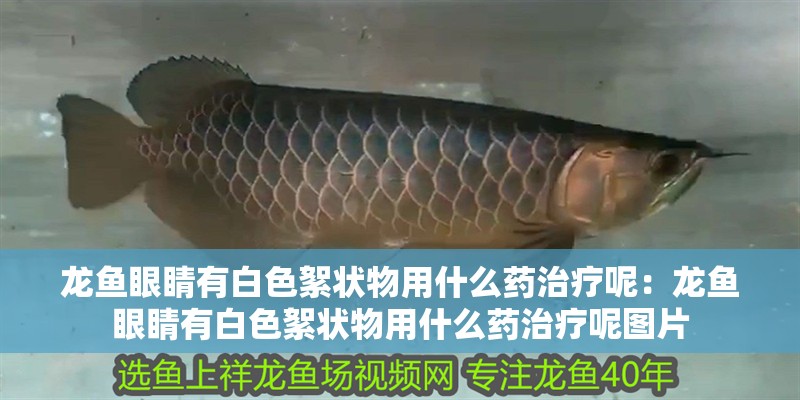 龍魚眼睛有白色絮狀物用什么藥治療呢：龍魚眼睛有白色絮狀物用什么藥治療呢圖片