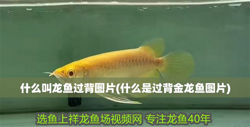 什么叫龍魚過背圖片(什么是過背金龍魚圖片)
