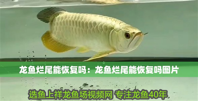 龍魚爛尾能恢復嗎：龍魚爛尾能恢復嗎圖片