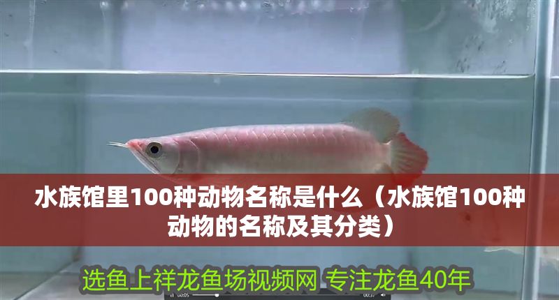 水族館里100種動物名稱是什么（水族館100種動物的名稱及其分類）