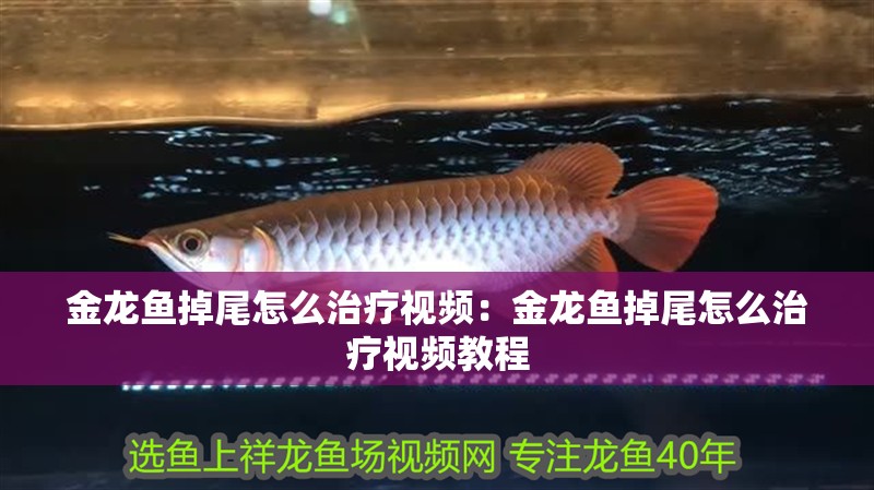 金龍魚掉尾怎么治療視頻：金龍魚掉尾怎么治療視頻教程
