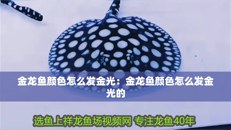 金龍魚顏色怎么發金光：金龍魚顏色怎么發金光的