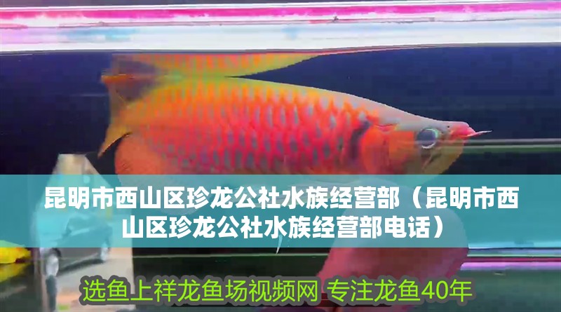 昆明市西山區(qū)珍龍公社水族經(jīng)營(yíng)部（昆明市西山區(qū)珍龍公社水族經(jīng)營(yíng)部電話）