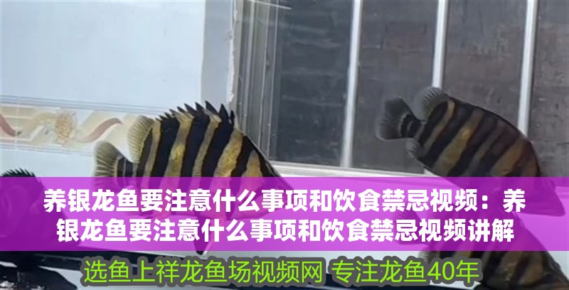 養(yǎng)銀龍魚要注意什么事項(xiàng)和飲食禁忌視頻：養(yǎng)銀龍魚要注意什么事項(xiàng)和飲食禁忌視頻講解