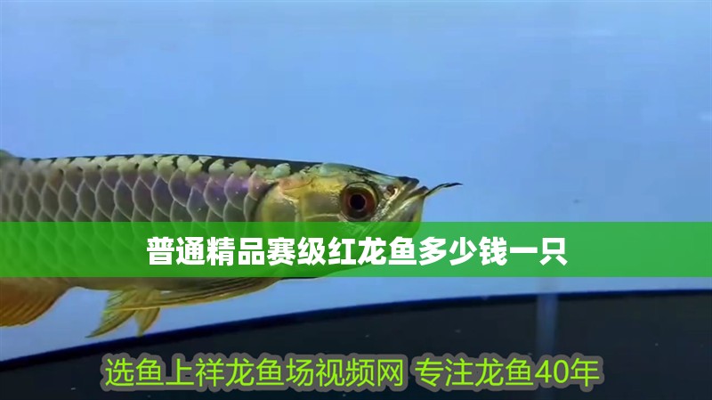 普通精品賽級紅龍魚多少錢一只