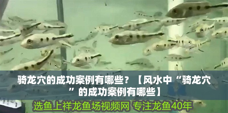 騎龍穴的成功案例有哪些？【風水中“騎龍穴”的成功案例有哪些】