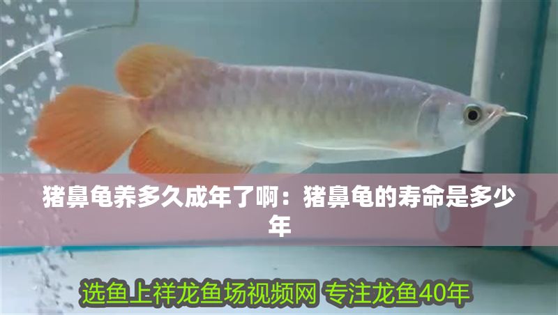 豬鼻龜養多久成年了?。贺i鼻龜的壽命是多少年