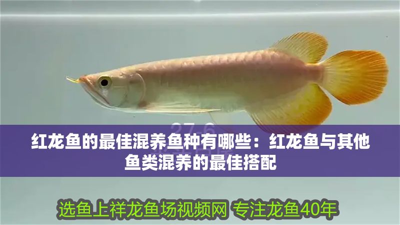 紅龍魚的最佳混養魚種有哪些：紅龍魚與其他魚類混養的最佳搭配