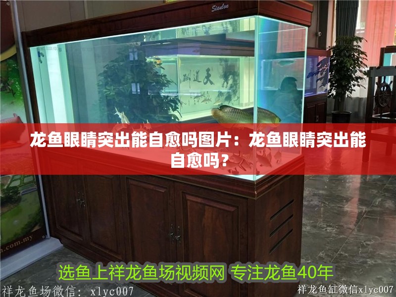 龍魚眼睛突出能自愈嗎圖片：龍魚眼睛突出能自愈嗎？
