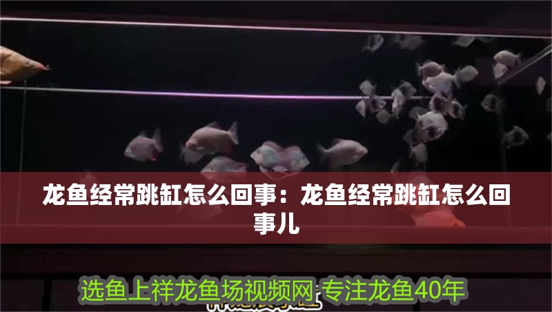 龍魚經常跳缸怎么回事：龍魚經常跳缸怎么回事兒