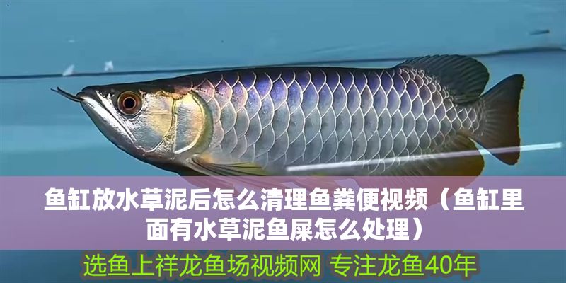 魚(yú)缸放水草泥后怎么清理魚(yú)糞便視頻（魚(yú)缸里面有水草泥魚(yú)屎怎么處理）