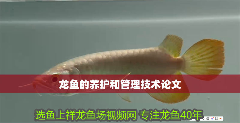 龍魚的養護和管理技術論文