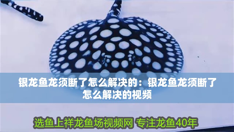 銀龍魚龍須斷了怎么解決的:銀龍魚龍須斷了怎么解決的視頻 水族問答 銀龍魚龍須斷了怎么解決的:銀龍魚龍須斷了怎么解決的視頻 銀龍魚龍須斷了怎么解決的:銀龍魚龍須斷了怎么解決的視頻 水族問答