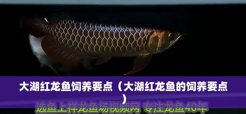 大湖紅龍魚飼養要點（大湖紅龍魚的飼養要點）