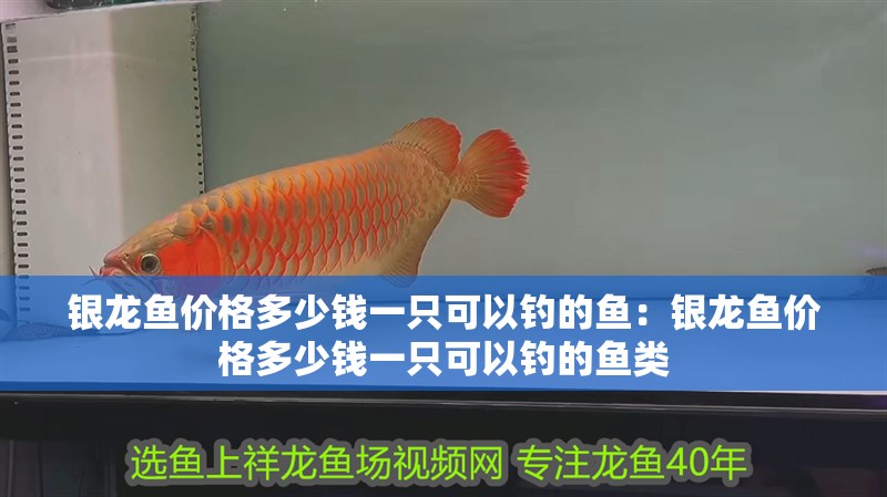 銀龍魚價格多少錢一只可以釣的魚：銀龍魚價格多少錢一只可以釣的魚類