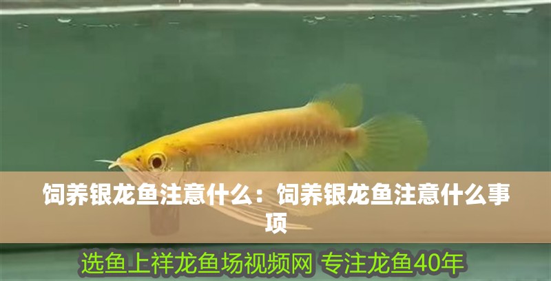 飼養銀龍魚注意什么：飼養銀龍魚注意什么事項 飼養銀龍魚注意什么：飼養銀龍魚注意什么事項 水族問答